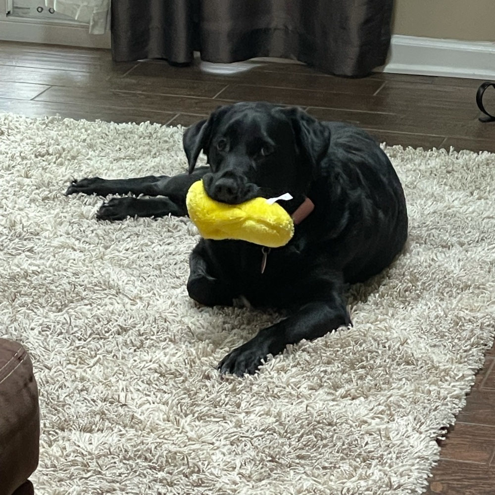 Meet your Posher, Brittany